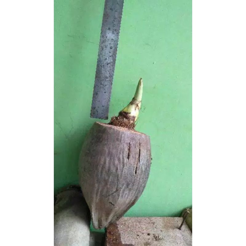 bonsai kelapa gading kuning /sayur