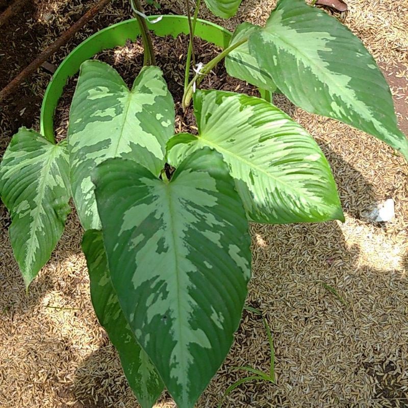 homalomena schismatoglottis