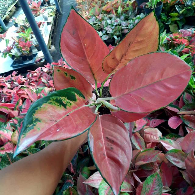 Tanaman Agalonema Red Mella