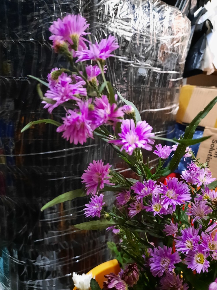 Bunga Krisan (ungu Tengah Kuning) Hidup, Berakar Sudah Berbunga