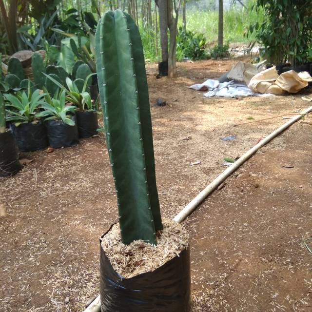 Tanaman hias katus koboy -katus belimbing