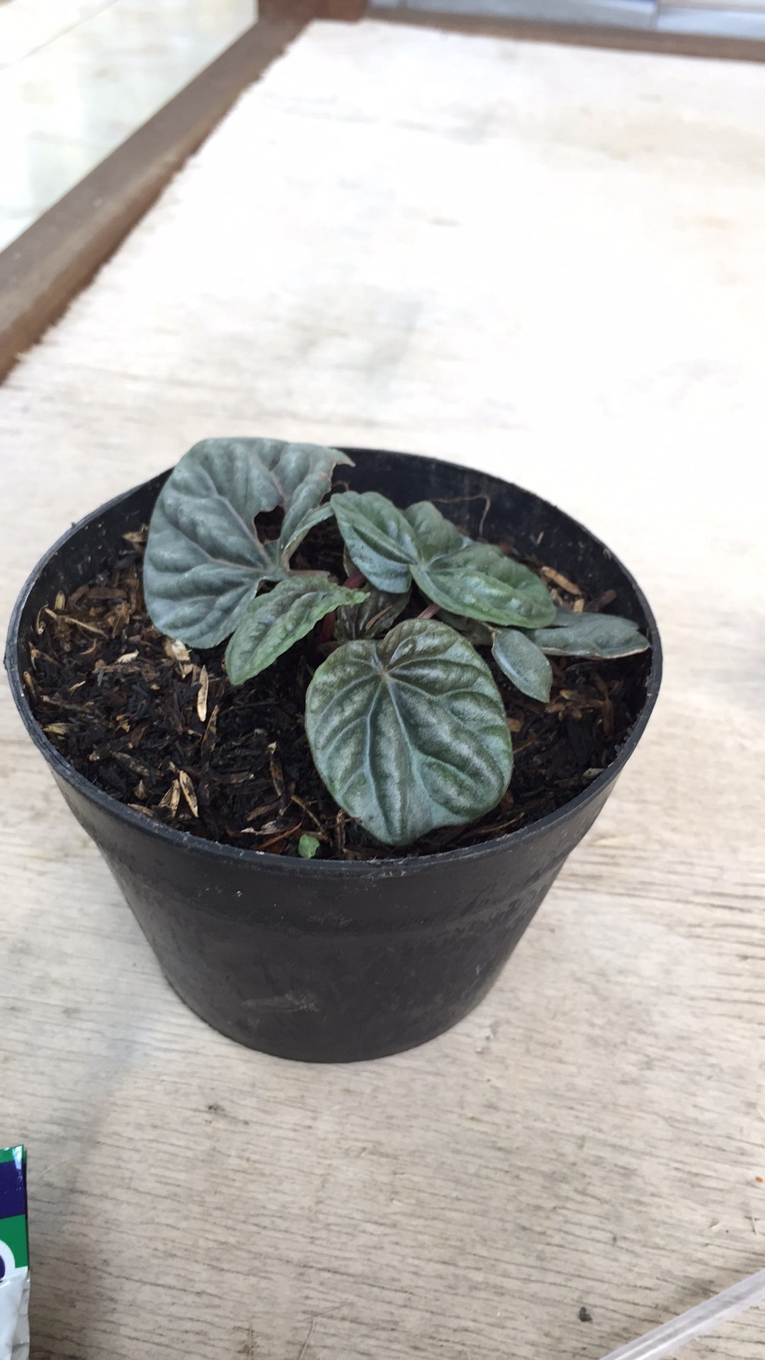 Peperomia Kerut Merah- Peperomia Caperata Red Riple