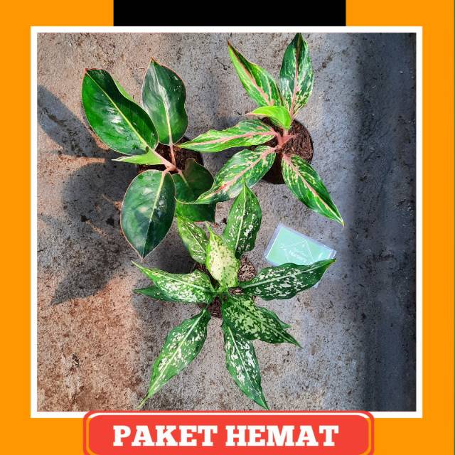 Paket   Aglonema / Aglaonema ( black lipstik, butterfly, snow white )
