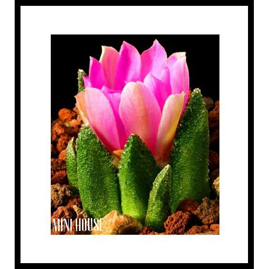 BIJI BENIH KAKTUS IMPORT MURAH