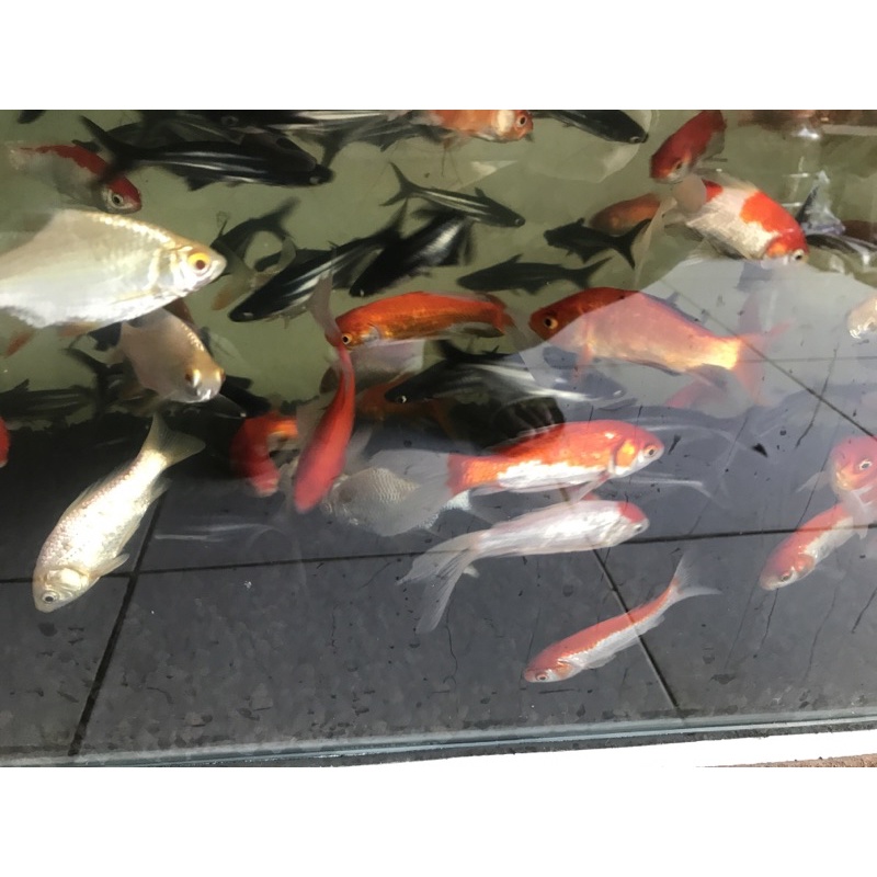 Ikan hias mas komet