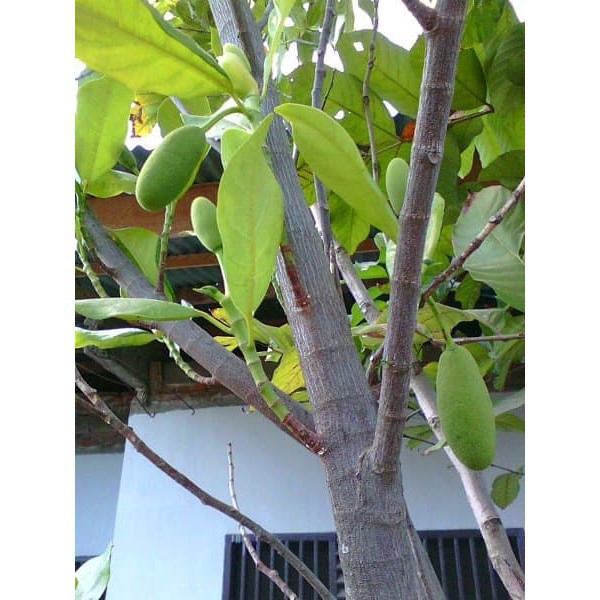 Buah Babal - Nangka Muda - Obat Diabetes dan Diare