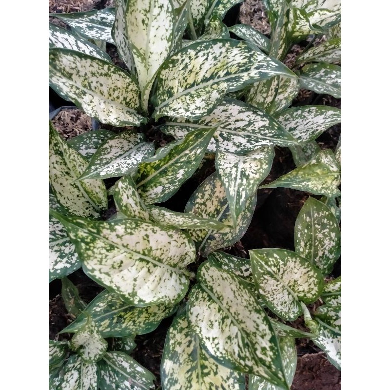 Aglonema Snowwhite (Aglonema Lokal Murah)