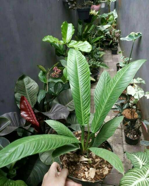 Tanaman Hias Philodendron Lynette - Linet - Pohon Hias Hidup