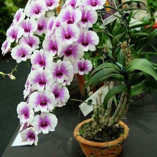 sedling anggrek dendrobium purple white TERLARIS