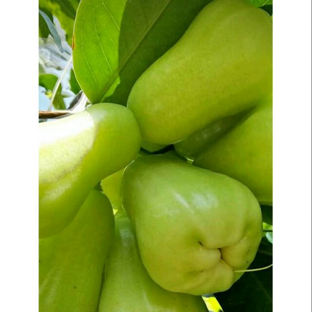 

Jambu air segar