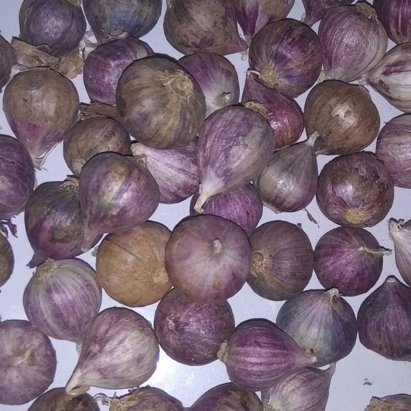 

Bawang lanang