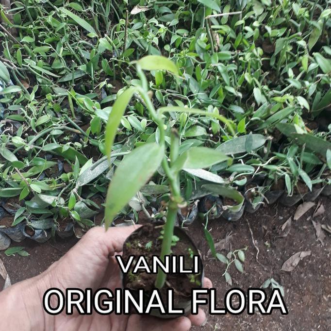 Bibit Tanaman Vanili Bibit Vanili Pohon Vanili Oflor33 Segera Dapatkan