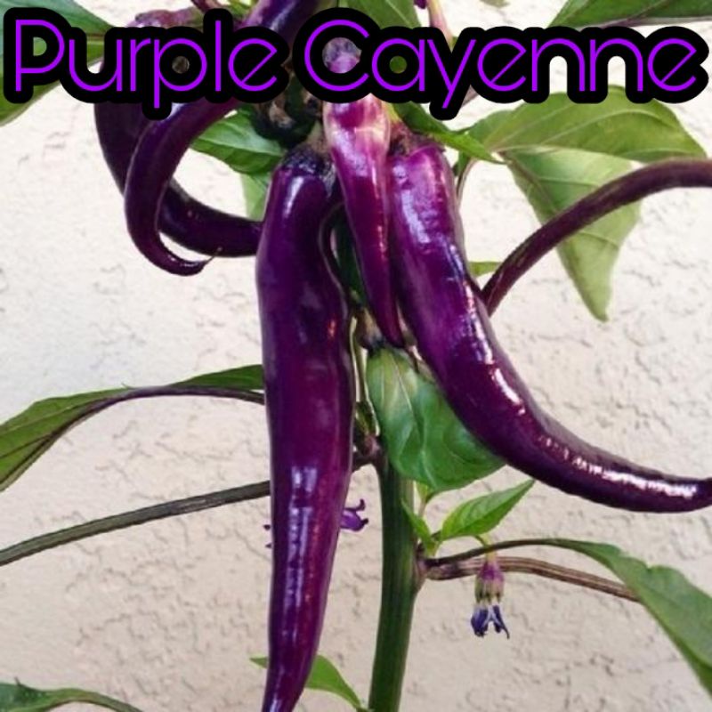 benih 10biji cabe hias purple cayenne