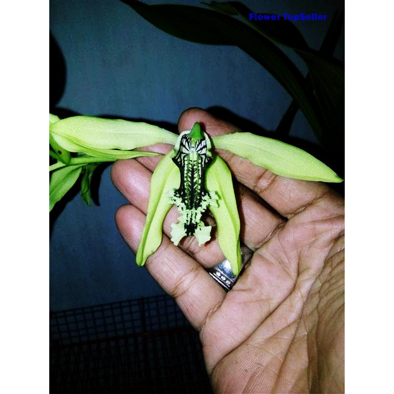 ANGGREK HITAM / ANGGREK HITAM BORNEO /  COELOGYNE PANDURATA / ANGGREK / BUNGA ANGGREK