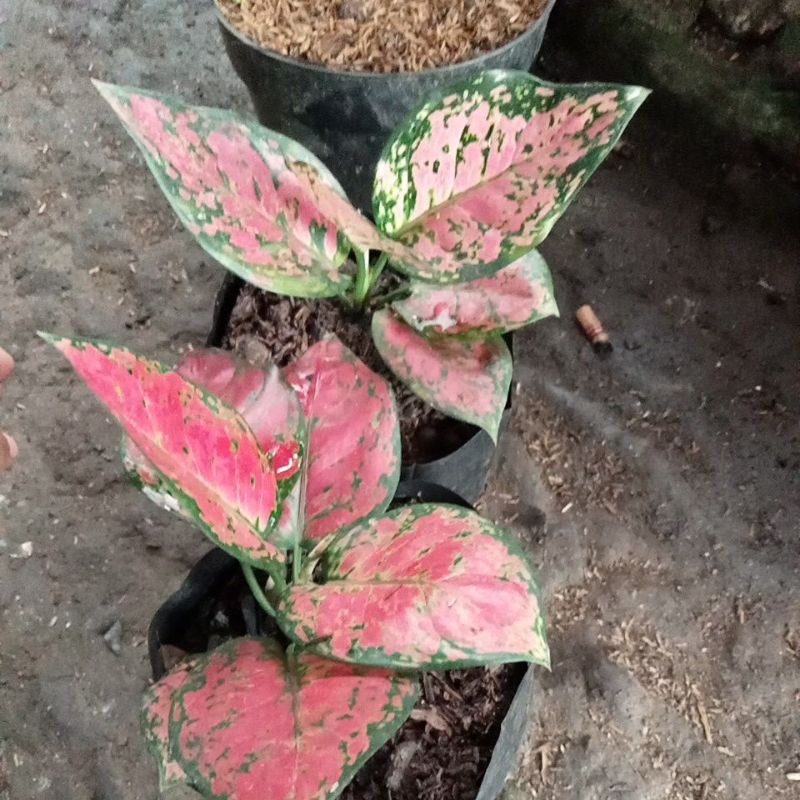 aglomema Ndut anjamani