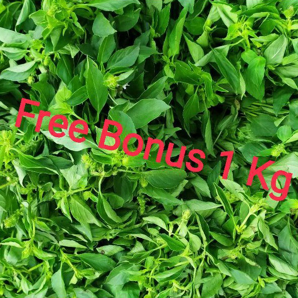 

Daun Kemangi + Gratis Bonus