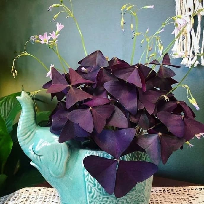 tanaman hias oxalis - pohon oxalis - oxalis ungu - indoor area