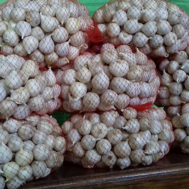 

Bawang Putih Tunggal / Bawang Lanang