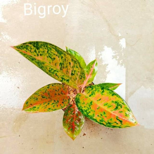 Bunga aglonema big roy
