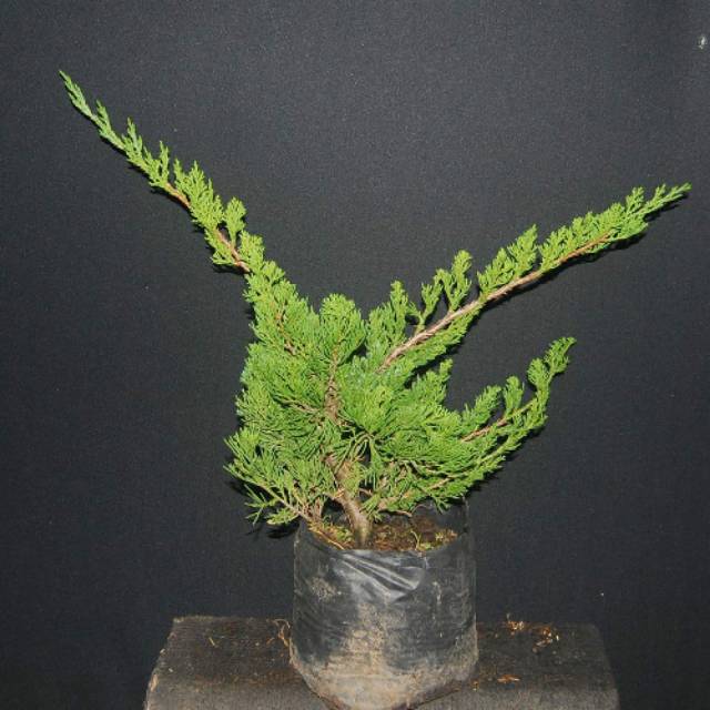 PAKET 2 BIBIT CEMARA SINENSIS bahan bonsai
