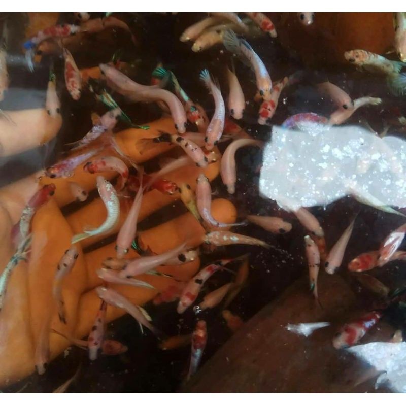 ikan cupang bahan nemo bagus untuk aquascape