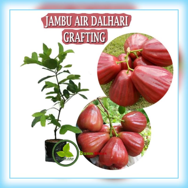 Obral [COD] Bibit Tanaman Buah Jambu Air Dalhari Hasil Okulasi Siap Berbuah