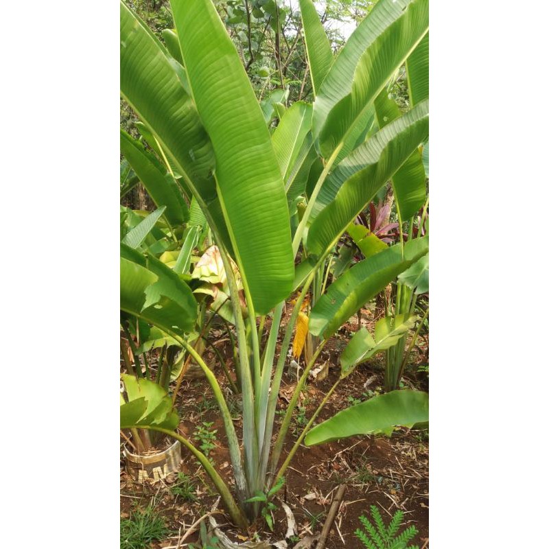 Jual Jual Pohon Pisang Kipas Shopee Indonesia