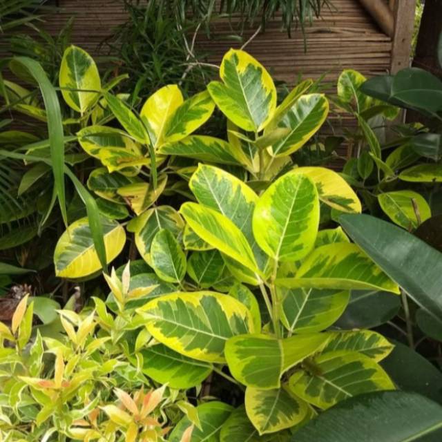 Pohon karet kebo varigata kuning/karet kebo indor/karet kebo varigata