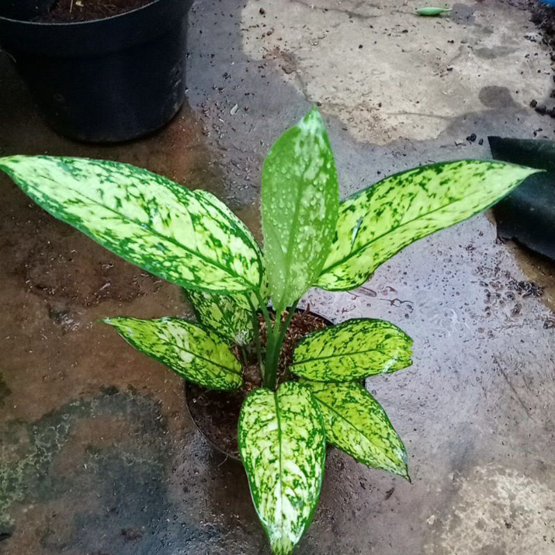 Tanaman hias aglonema ciangmai - aglaonema xiangmay Ruby kuning