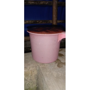 Cacing sutra hidup Casut Gayung besar 1.3L Bersih termurah