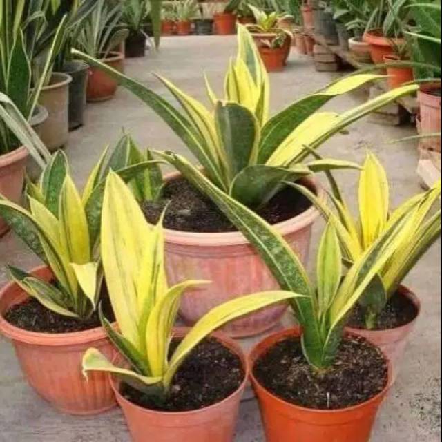 Tanaman Hias Sansivera Gold Flame / Lidah Mertua / Gold Flame