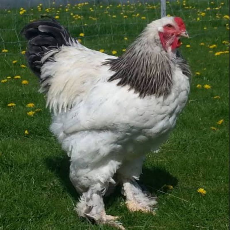 

TELUR AYAM HIAS BRAHMA SIAP DITETASKAN FERTIL ASLI