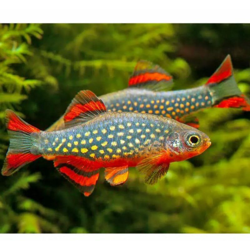 rasbora galaxy / ikan hias / aquasqape
