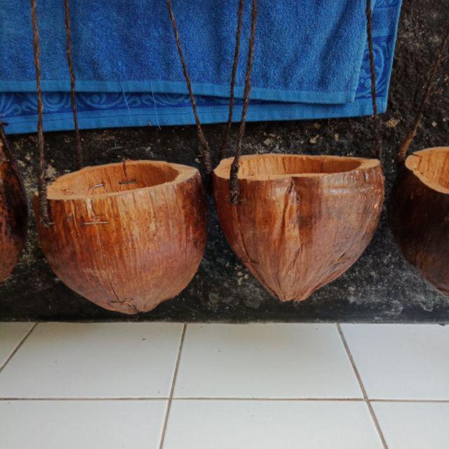  Pot  gantung  anggrek sabut  kelapa  SUGIASIH24 Shopee Indonesia