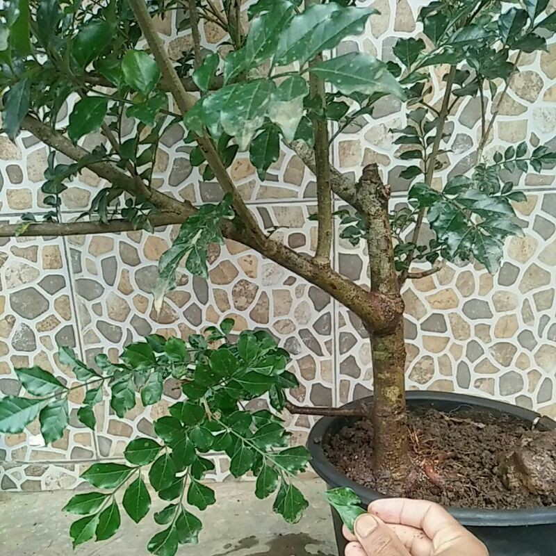 Bahan bonsai Tausi (Kalimantan)