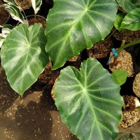 Tanaman Hias Remusatia Vivipara