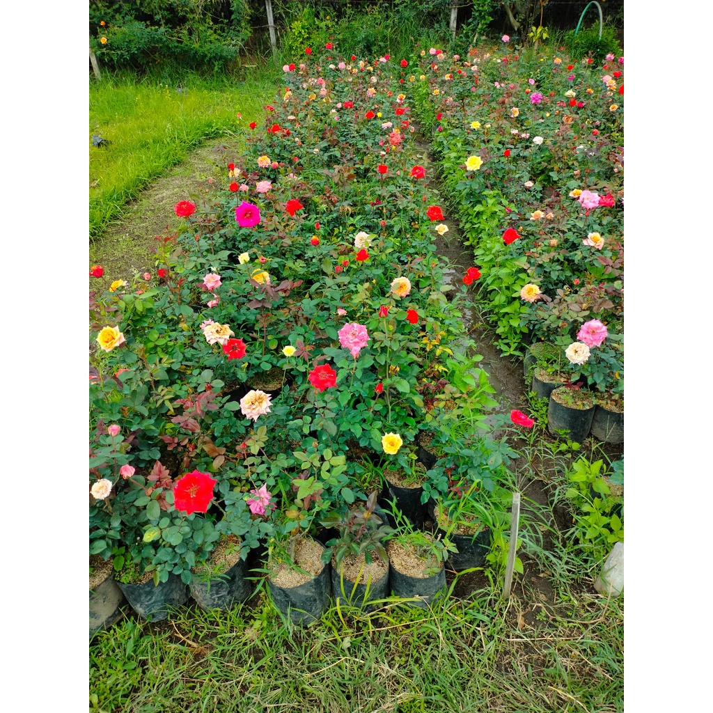 Tanaman Hias Bunga Mawar Holland - Mawar Hidup - Sudah Berbunga dan Harum - Aneka Warna