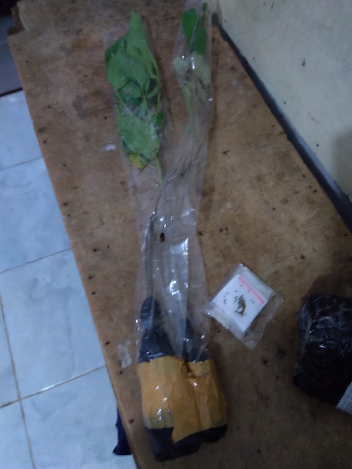 1paket Carnation Lokal