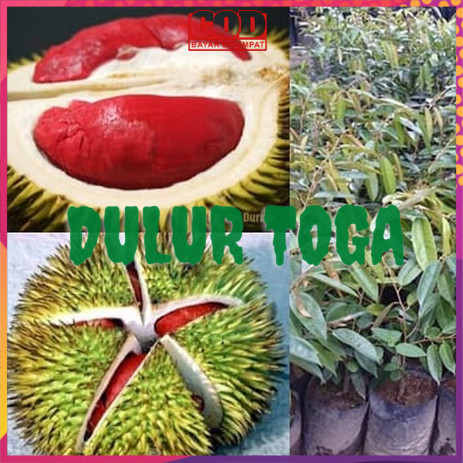 bibit durian merah banyuwangi