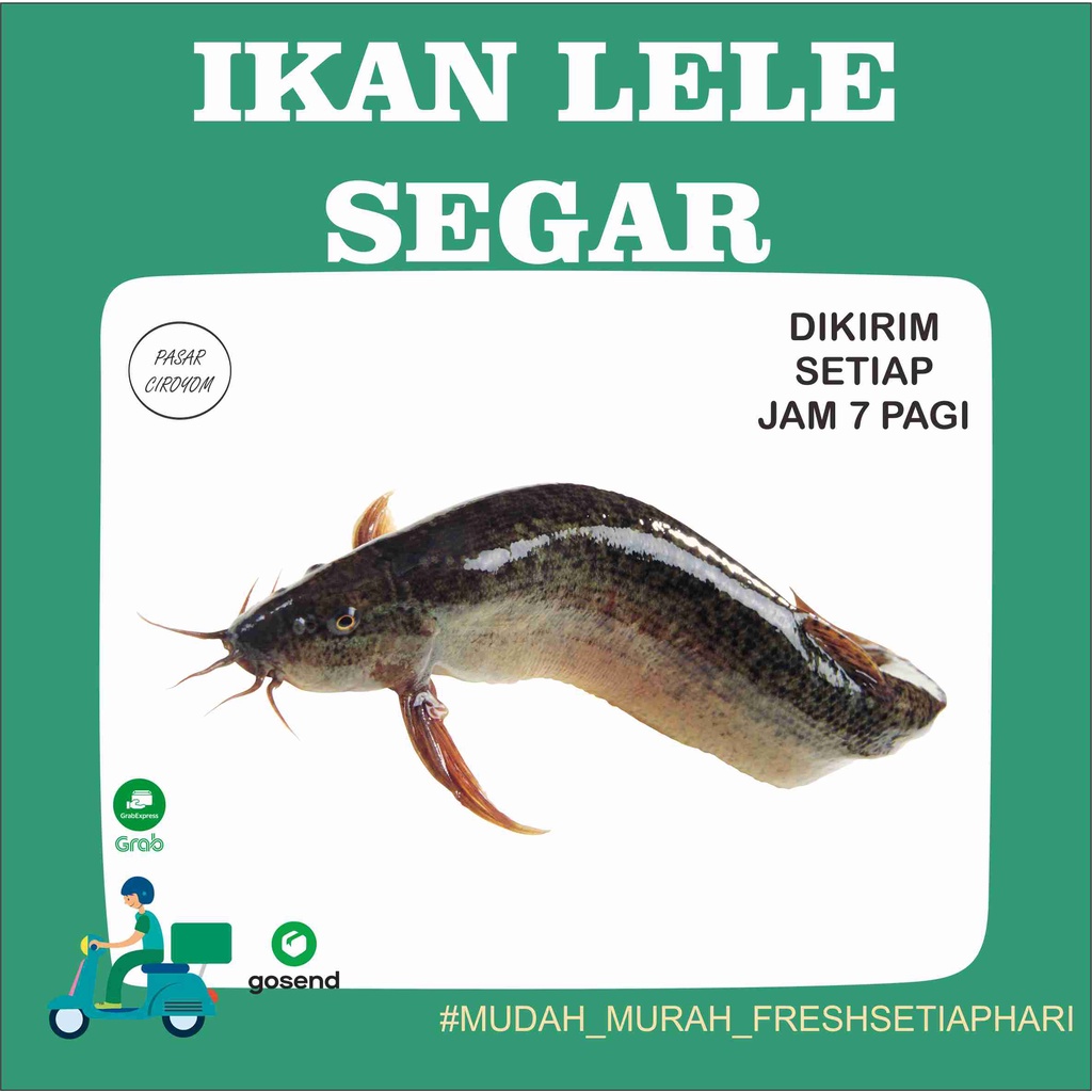

IKAN LELE FRESH MURAH BANDUNG 500g / SEAFOOD
