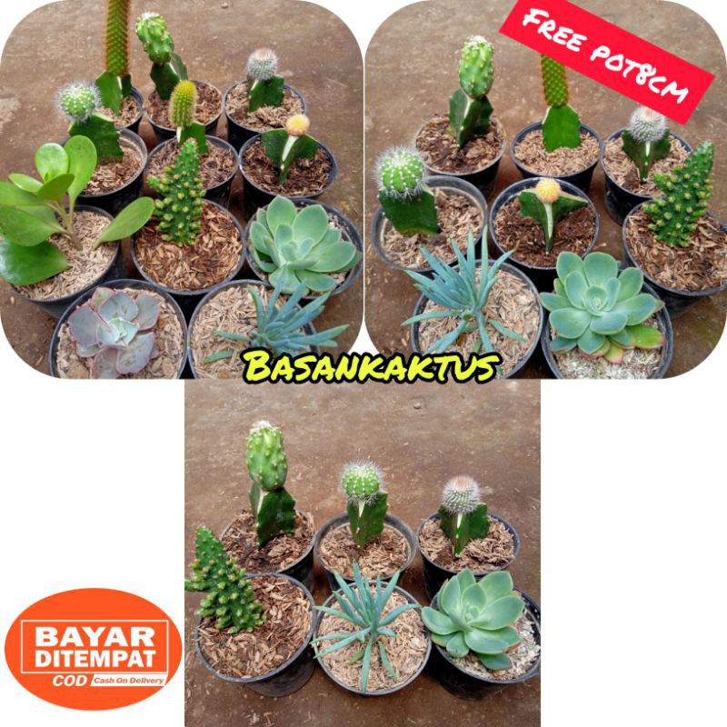 Paketan kaktus mix (campur kaktus &amp; sekulen)+ free pot8cm