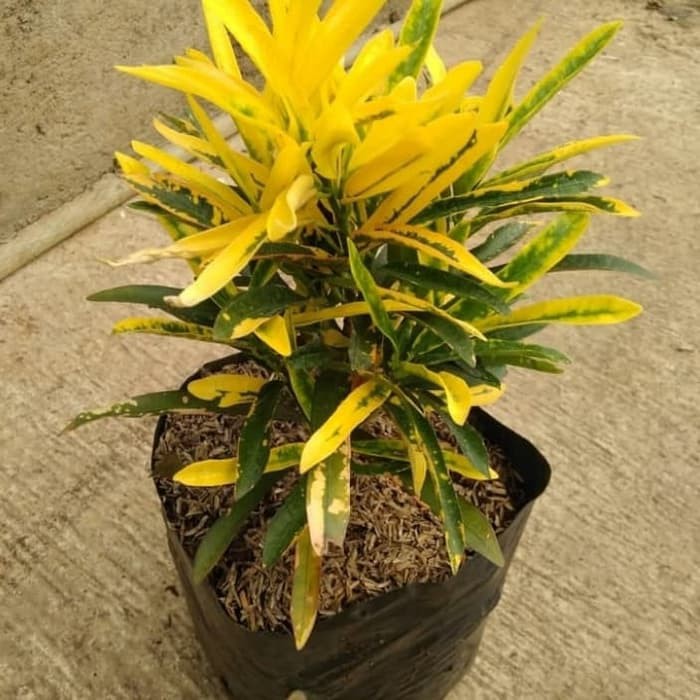 Tanaman hias puring teri / pohon puring teri