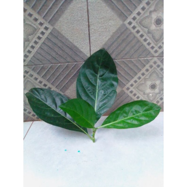 

Daun mengkudu segar bisa buat lalapan 50 lembar