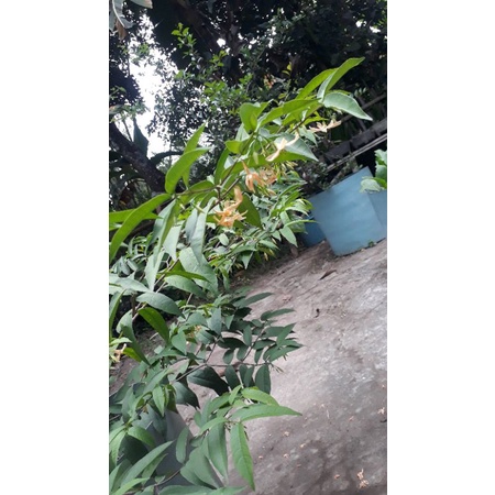 anting putri bunga kuning