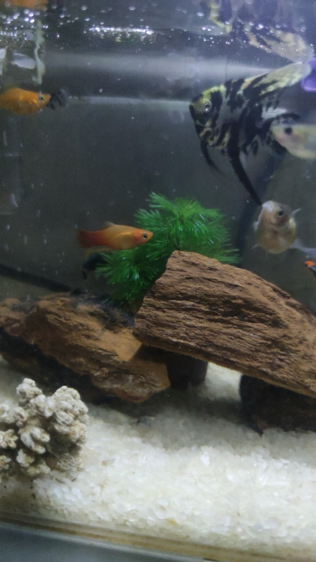 Cardinal Tetra