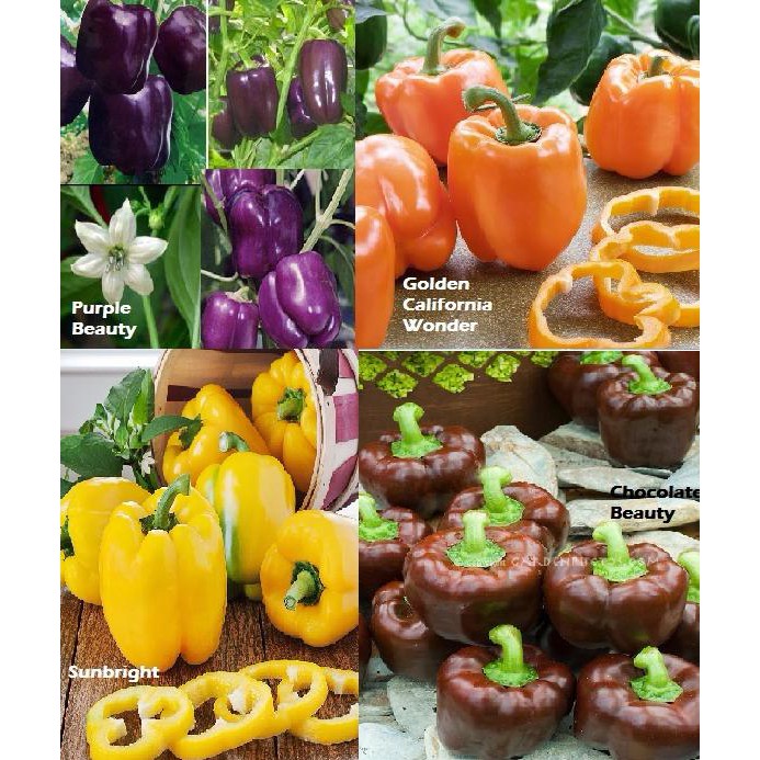 

UNIK Paket Hemat Benih Bibit Sayur Paprika isi 4 Jenis Warna Menarik 2 SEPTEMBER