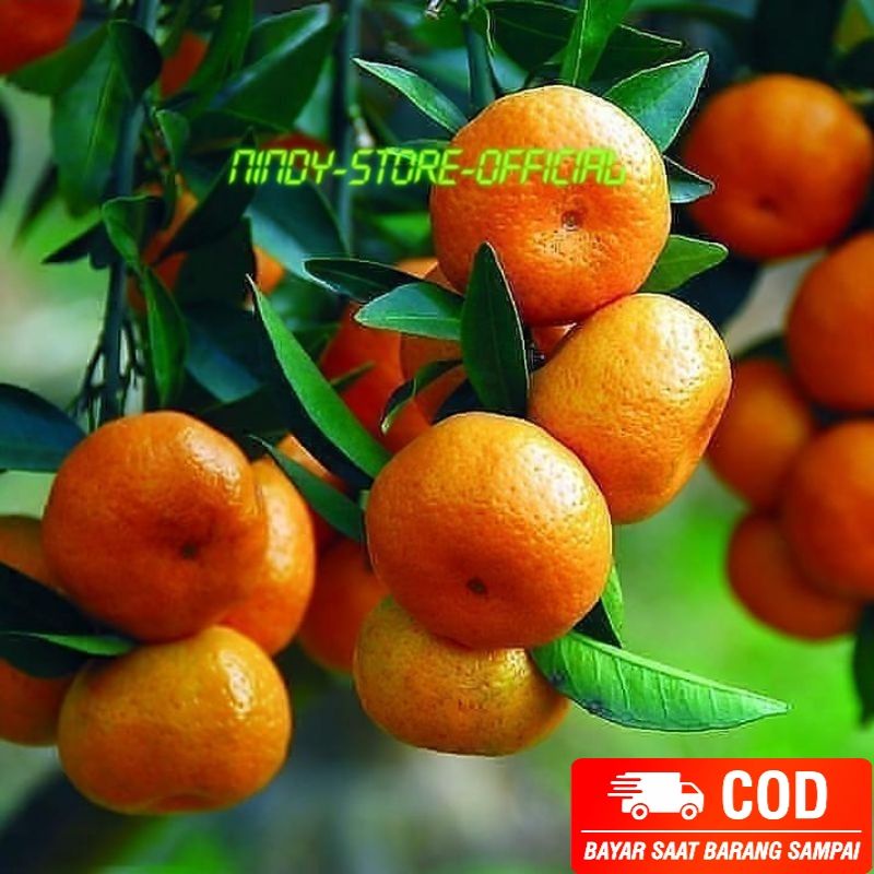 🆕 SUDAH BERBUAH 🆕 Bibit Jeruk Santang Madu Okulasi Berbuah Cocok Untuk Tabulampot &amp; Dekorasi Ruang