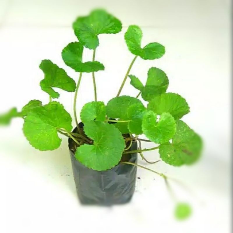 

Pegagan (Centella aciatica) segar