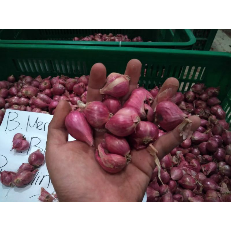 

bawang merah super