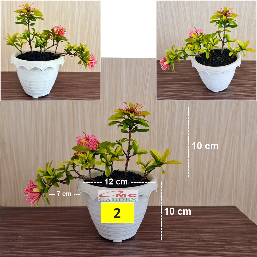 Tanaman Hias Bonsai Bonsae Mame Soka Mini Asoka Jepang Ixora Pink Jambon Merah Muda B-SMP-009